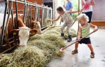Kinder im Kuhstall füttern Kühe mit Heu.