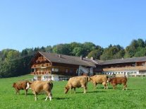 Kühe vor Bauernhof