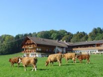 Kühe vor einem Bauernhof.