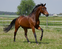 Galoppierendes Pferd auf einer Koppel