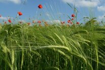 Feld mit Mohnblumen und Wintergerste