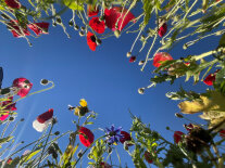 Mohnblumen