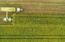 Aus der Vogelperspektive: Häcksler und Traktorgespann ernten ein Maisfeld ab.