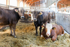 Rinder im Stall