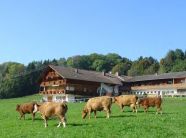 Weidende Kühe vor einem Bergbauernhof