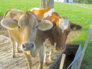 Foto Zwei Kalbinnen auf der Weide an der Tränke