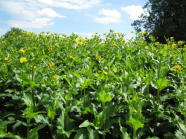 Ein Feld mit "Durchwachsene Silphie" (Silphium perfoliatum)