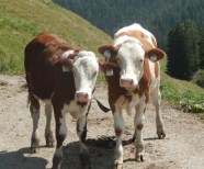 Foto Zwei Nachzuchtkalbinnen auf der Alm