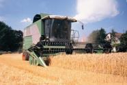 grain harvest