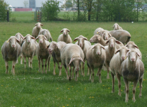 Schafe auf einer Wiese