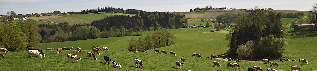 Teaserbild IBA Tier Kurzrasenweide Steinberger