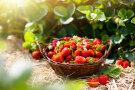 Korb voller selbst gepflückter Erdbeeren auf Pflückfeld