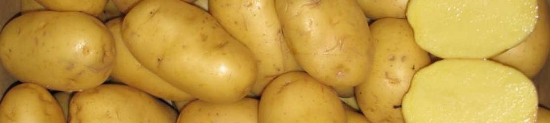 Kopfbild Kartoffeln