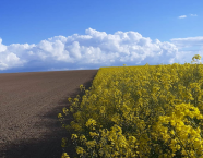Rapsfeld vor blauem Himmel mit Wolken.