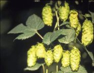 Hopfen