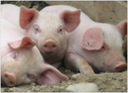 Themenbild Schweine und Ferkel