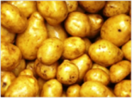 Themenbild Kartoffeln
