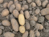 erdige Kartoffeln