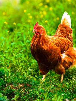 2019 09 09 Huhn Flyer Freilandhaltung