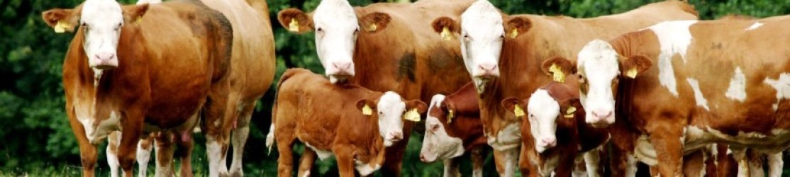Kopfbild Rinderherde Hornlos