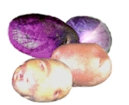 verschiedenfarbige Kartoffeln
