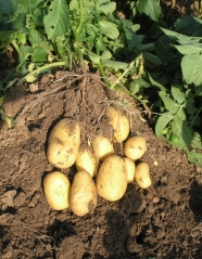 Kartoffelpflanze mit Kartoffeln an geöffneter Bodenkrume.