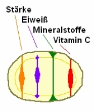 Graphische Darstellung einer Kartoffel mit Inhaltsstoffen
