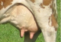 Kuheuter