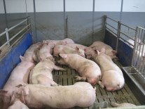 Mastschweinegruppe auf Vollspaltenoden