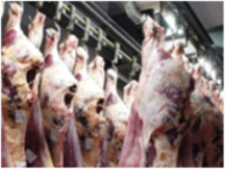 hängende geschlachtete Schweine