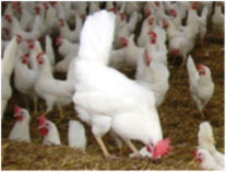 weißes Huhn