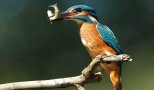 Ein Eisvogel sitzt auf einem Ast mit einem kleinen Fisch im Mund