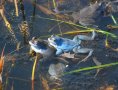 Zwei blaue Frösche liegen übereinander im Teich