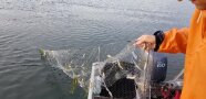 Ein Fischer zieht ein Netz mit Flussbarschen aus dem Wasser.