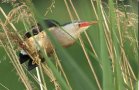 Im Schilf bereitet sich die Zwergdommel zum Abflug vor