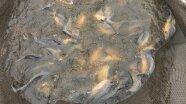 Entwicklung: Hälternetz mit Speisekarpfen im Wasser