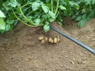 Eine Kartoffelpflanze ist derart ausgegraben, dass sieben schöne Kartoffelknollen an den Wurzeln zu sehen sind. Darüber verläuft ein Bewässerungsschlauch.