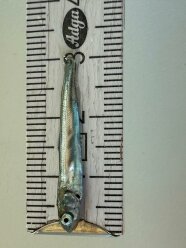 Ansicht von oben: auf Besatzgröße von 3,3 cm vorgestrecktes Felchen, auf einem Maßstab liegend