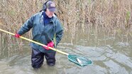 Der Fischer holt mit dem Kescher einen Fisch aus dem Wasser.