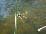 Libelle am Teich