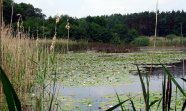 ein Karpfenteich überdeckt mit weißen Seerosen