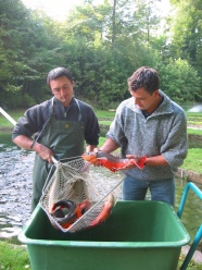 Männer mit Kescher bei der Auswahl von Seesaiblings-Laichfischen