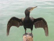 Kormoran auf Holzpfahl