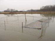 Kormoranschutzkäfig in einem Karpfenteich