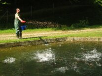 Ein Mann füttert die Fische