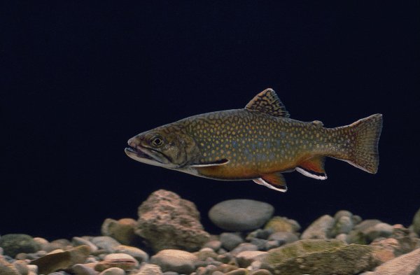 Süßwasserfisch – lecker und gesund - LfL