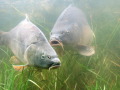 Zwei Spiegelkarpfen im Wasser schwimmend