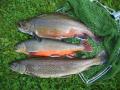 Züchtung und Vermehrung von Forellen und Nebenfischen der Forellenteichwirtschaft
