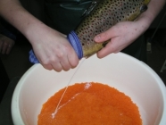 Person streift Sperma aus Fisch in Schüssel