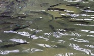 Regenbogenforellen im Teich von W. Höfling